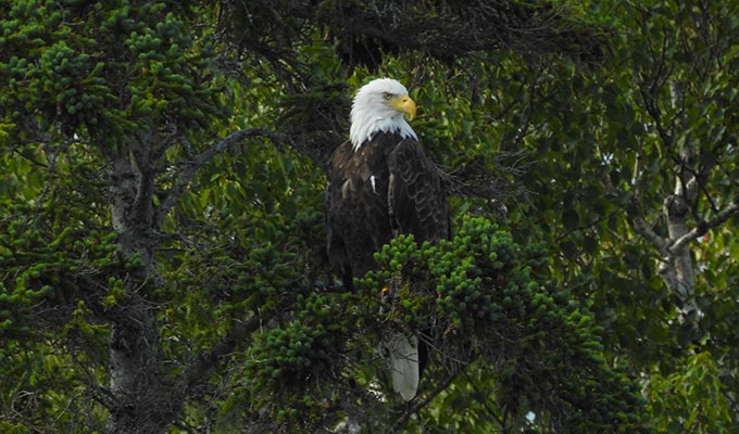 Weißkopfseeadler nahe unserer Landerschließung am Bras d´Or Lake. Canadian Pioneer Estates Ltd.