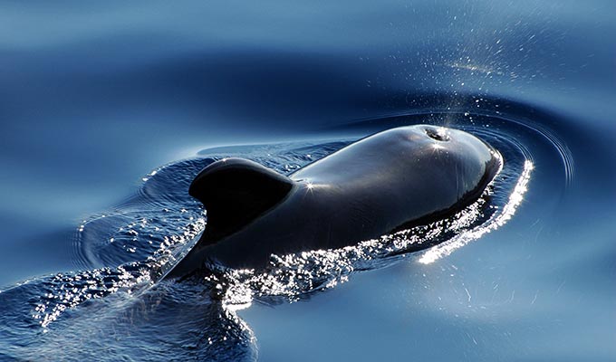Immobilien Kanada – Wissenswertes über Kanada – Pilot Whale – Cape Breton Island – Nova Scotia Immobilien Kanada - Wissenswertes über Kanada - Pilot Whale - Cape Breton Island - Nova Scotia