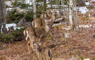 Ein eigenes Jagdgrundstück in Kanada? Immobilien Kanada