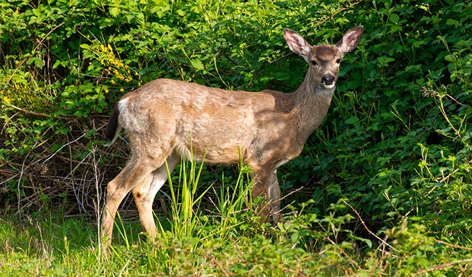 Immobilien Kanada – Jagdgrundstück in Kanada Immobilien Kanada – Jagdgrundstück in Kanada