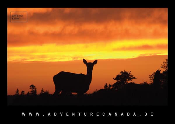 Rolf Bouman: Tierfotografie auf Cape Breton Island, Kanada