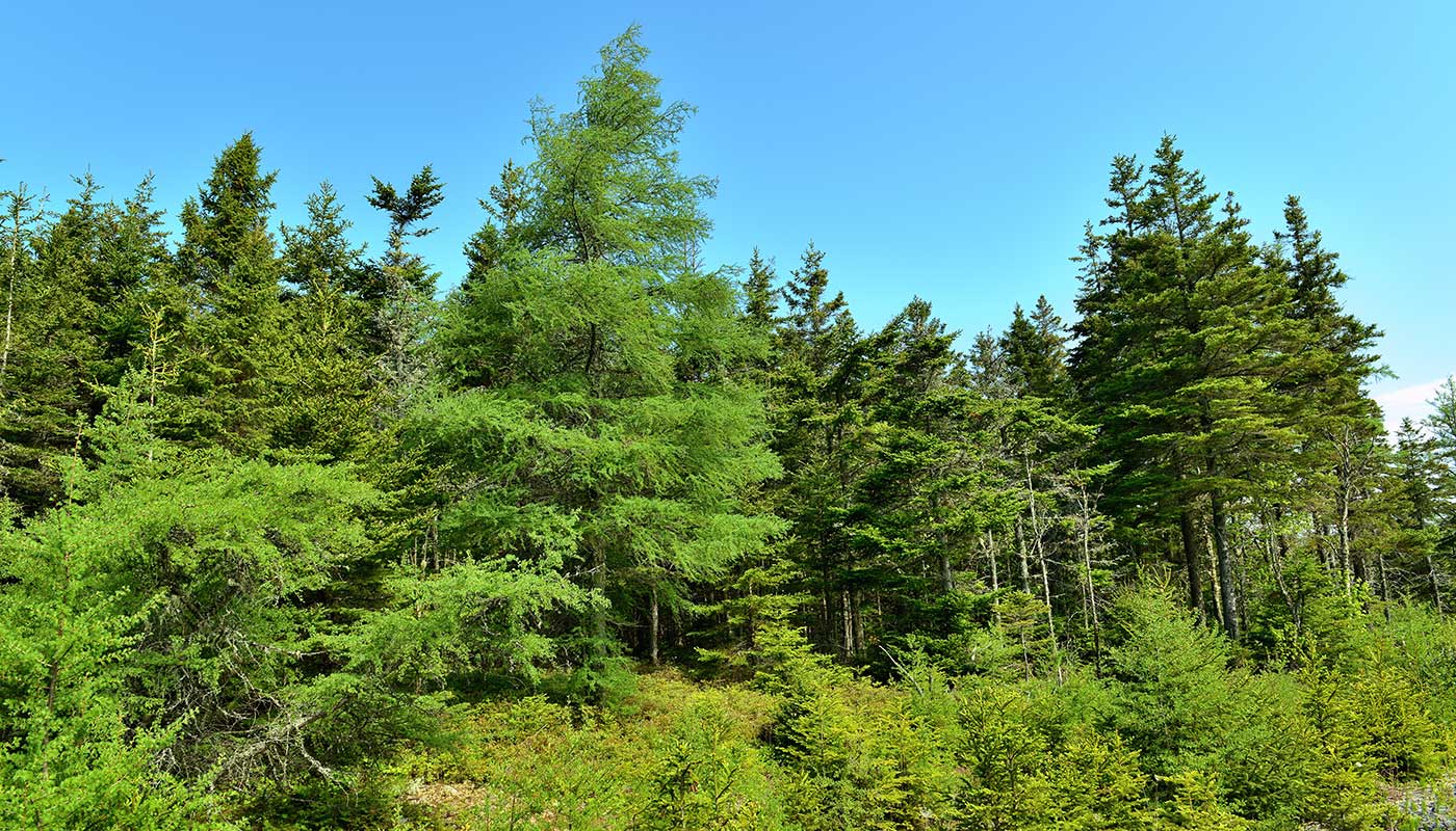 Immobilien Kanada- Nova Scotia-Porcupine Forest Estates