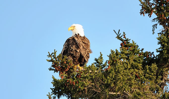 Immobilien Kanada, Weißkopfseeadler am Meer