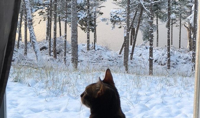 Auch die Katze genießt in Kanada die Aussicht vom Haus auf den See