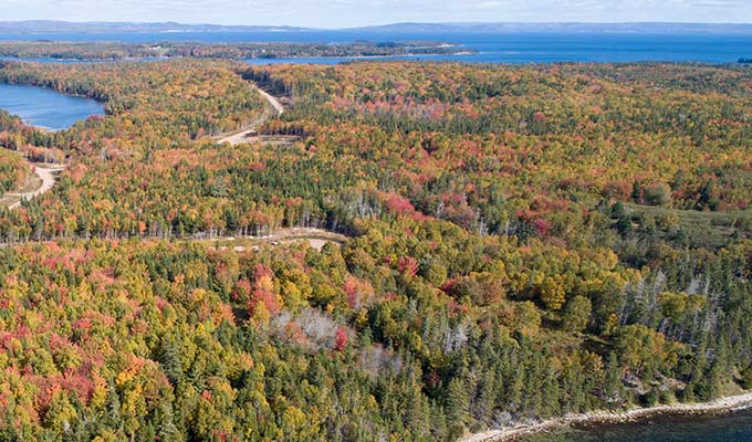 Günstiger Quadratmeterpreis-Nova Scotia-Giant Hemlock Estates