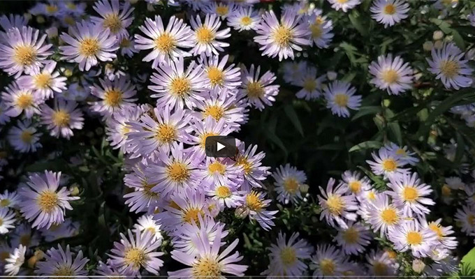Field Estates Video